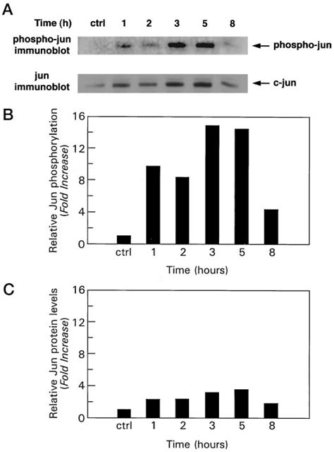 Western Immunoblot Analysis Of The Effect Of Cisplatin On The Levels Of