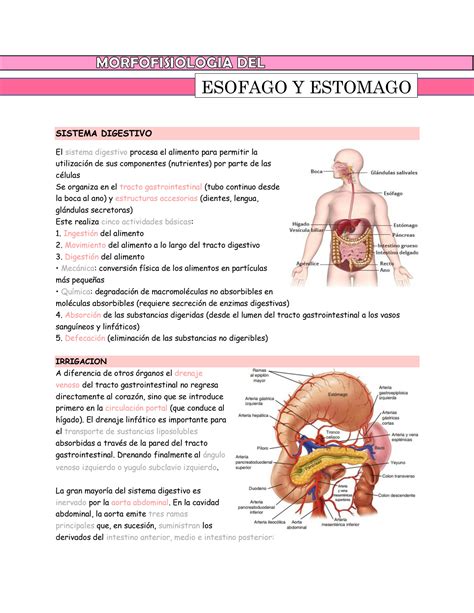 SOLUTION Mf Del Estomago Y Esofago Studypool