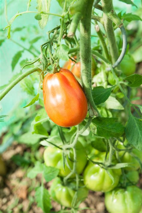 Cara Menanam Hidroponik Cabe Dan Tomat Mudah Dan Berbuah Banyak