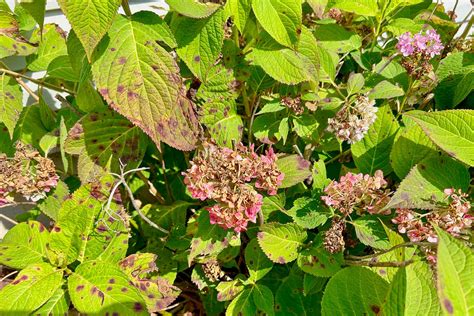 Why Do I Have Brown Spots On My Hydrangea Leaves - Infoupdate.org