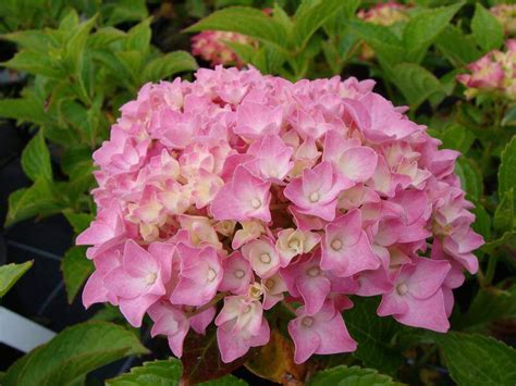 Hydrangea Macrophylla Forever Pink Hortensia Arbuste