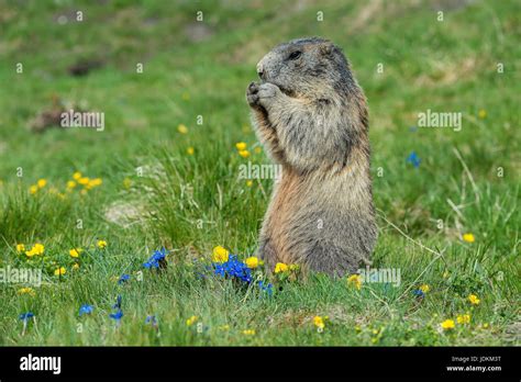 Murmeltier Alpenmurmeltier Marmota Marmota Stock Photo Alamy