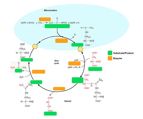 Urea Cycle: Substrates and Enzymes Quiz - By Zarimach