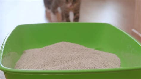 How Kitty Litter Could Help Curb Climate Change - Videos from The Weather Channel