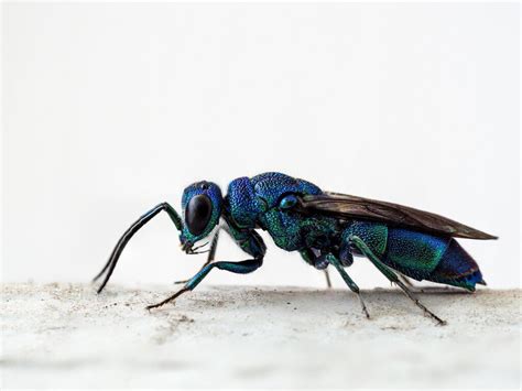 Chrysididae Sp Macro Close Up Critiques Nature Photographers Network