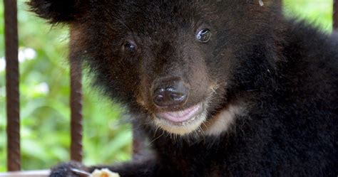 Five Moon Bear Cubs Rescued in One Day | by Summer Anne Burton | Tenderly