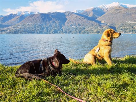 La Rubrica Racconti Bestiali I Cani Ricordano Valsassinanews Il