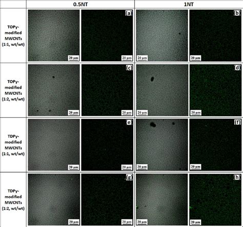 Laser Scanning Confocal Micrographs Of Emulsions Incorporated With