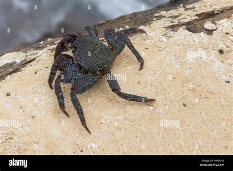 Black Crab