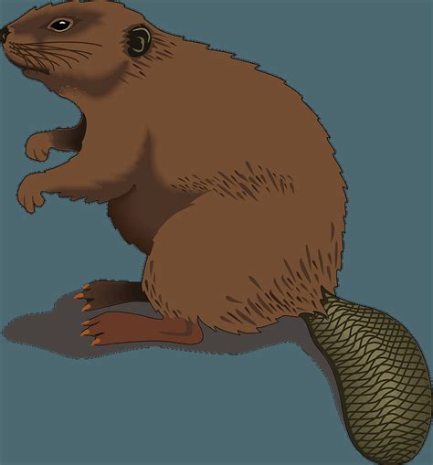Бобр картинка для детей