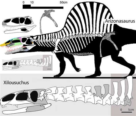 Arizonasaurus, Xilousuchus and Ctenosauriscus