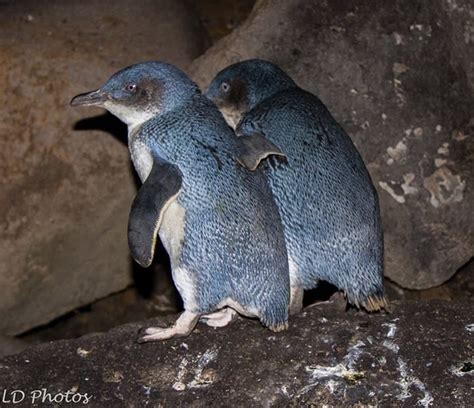 Fairy Penguins in Melbourne, Australia | Australian animals, Animals ...