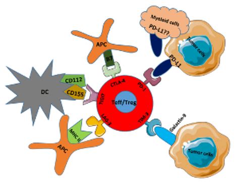 Our Immune System The Ultimate Tool Against Cancer Elizabeth