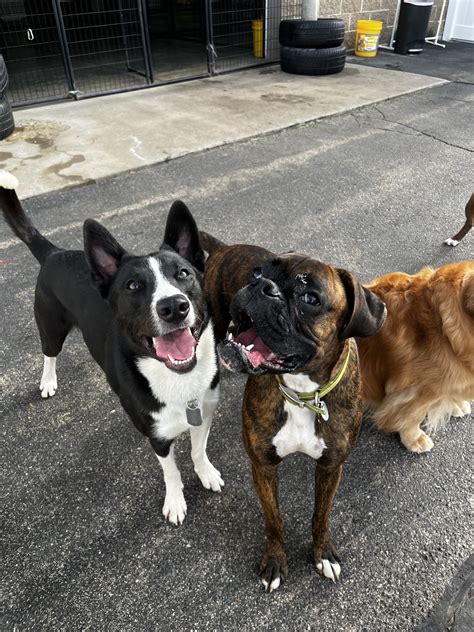 Pet Villa | Grand Rapids MI