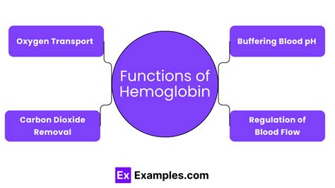 Hemoglobin - Definition, Types, Structure, Functions & more