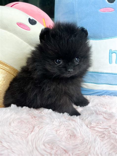 Adorable Micro Teacup Pomeranian Puppy - Reliable Breeder