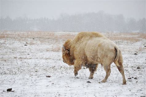 Great white buffalo | Buffalo animal, Animals wild, Bison photo