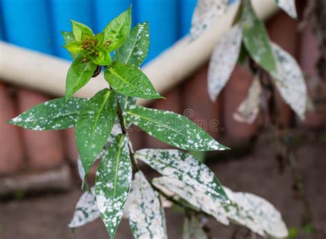 Enfermedad Infecciosa En Las Hojas De Las Flores Flor Blanca En Flor