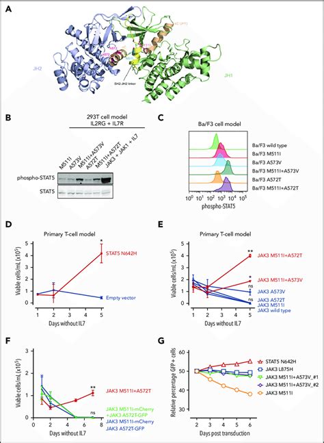 Double JAK3 Mutants Show Enhanced Signaling And Transformation