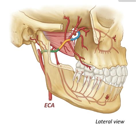 Maxillary Artery Diagram Quizlet