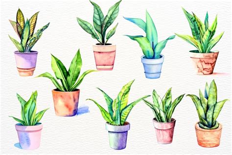 House Plants Watercolor Clipart Indoor Plants Clip Art Crella