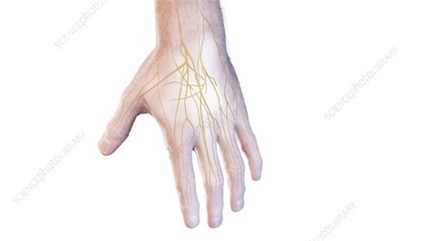 Nerves of the hand, illustration - Stock Image - F037/9372 - Science Photo Library