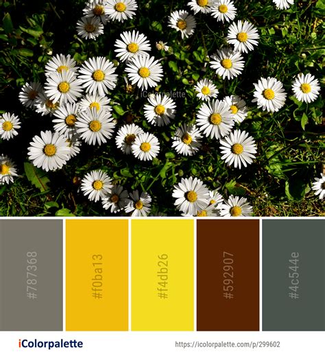 Color Palette Ideas from Flower Daisy Plant Image | iColorpalette ...