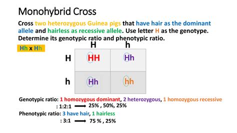 Monohybrid and Dihybrid Cross - Docsity