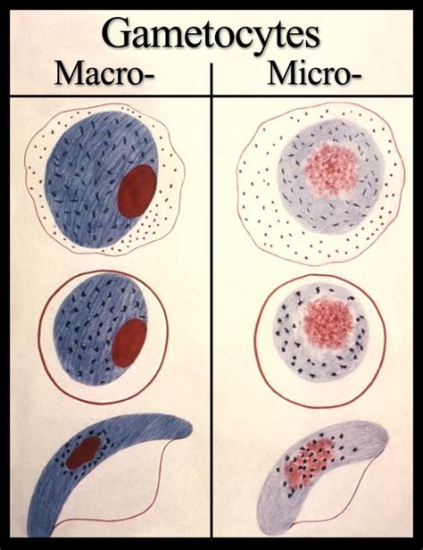 Plasmodium, Macro and micro, Dibujo