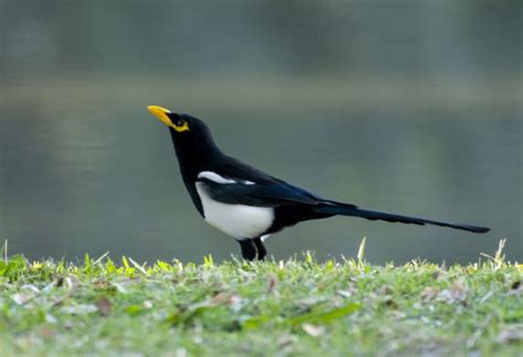 Yellow-billed Magpie - Owen Deutsch Photography