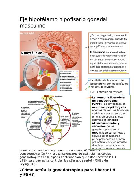 Eje hipotálamo hipofisiario de fisiologia Eje hipotálamo hipofisario