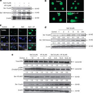 SeC Enhances AF Induced DNA Damage A SeC Enhances AF Induced