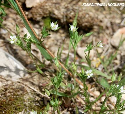 Sabulina Tenuifolia Subsp Tenuifolia