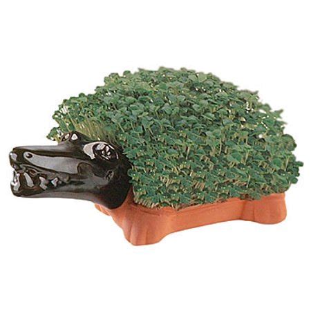 Chia Pet Planter- Crocodile - Walmart.com