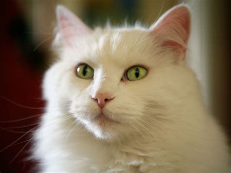 White cat green eyes wallpaper | 1600x1200 | #14556