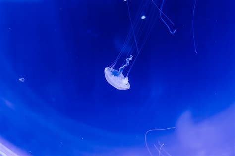 Premium Photo | Group of light blue jellyfish swiming in aquarium