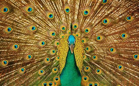 Wallpaper Birds close-up, peacock, beautiful tail 2560x1600 HD Picture, Image