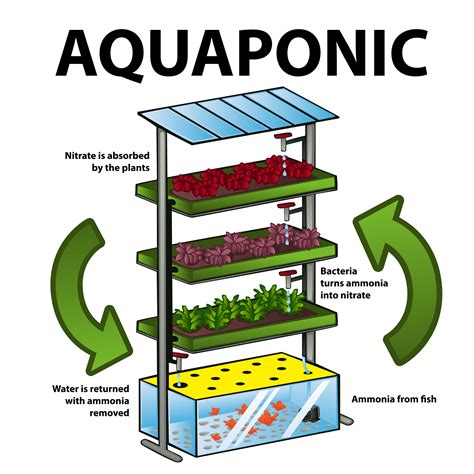 Aquaponic Fish Tanks A Fascinating World Gardening Maven