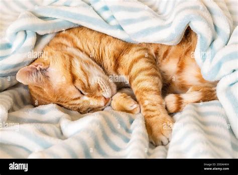 Curled Up Snooze Hi Res Stock Photography And Images Alamy