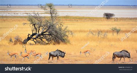 8,253 Antelope gnu Images, Stock Photos & Vectors | Shutterstock