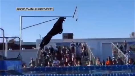 Rancho Coastal Humane Societys Pet Olympics Is Tail Wagging Fun Nbc