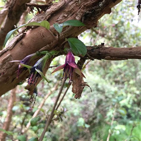 Tree Fuchsia - Kotukutuku - Fuchsia excorticata - Southern Natives