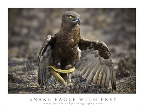 The Eagle and the Snake | johnbirchphotography