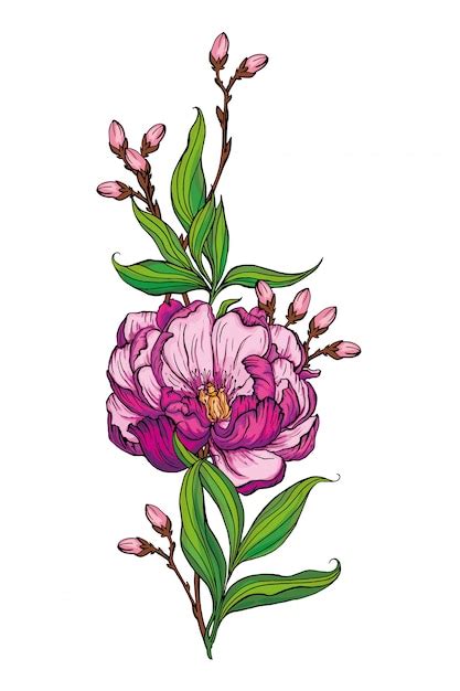 Premium Vector Beautiful Handmade Bouquet Of Pink Peonies Illustration