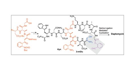 Total Synthesis Of Daptomycin By Cyclization Via A Chemoselective Serine Ligation Journal Of