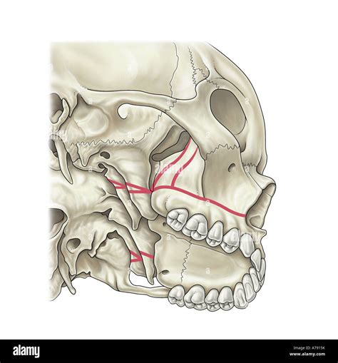 Zygomatic arch hi-res stock photography and images - Alamy