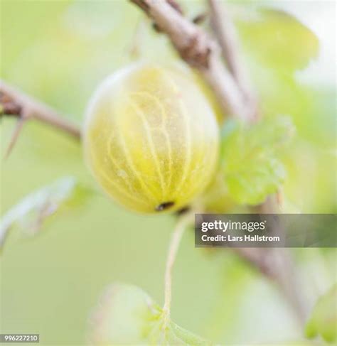 Gooseberry Bush Photos and Premium High Res Pictures - Getty Images