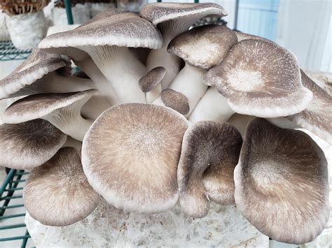 Black Pearl Oyster Mushroom