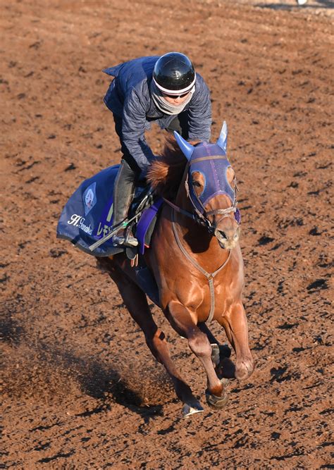 【フェブラリーs】レモンポップ坂路で調整60秒7 田中博師「順調にきています」 競馬写真ニュース 日刊スポーツ