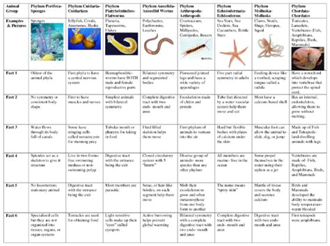 Describe phylum.